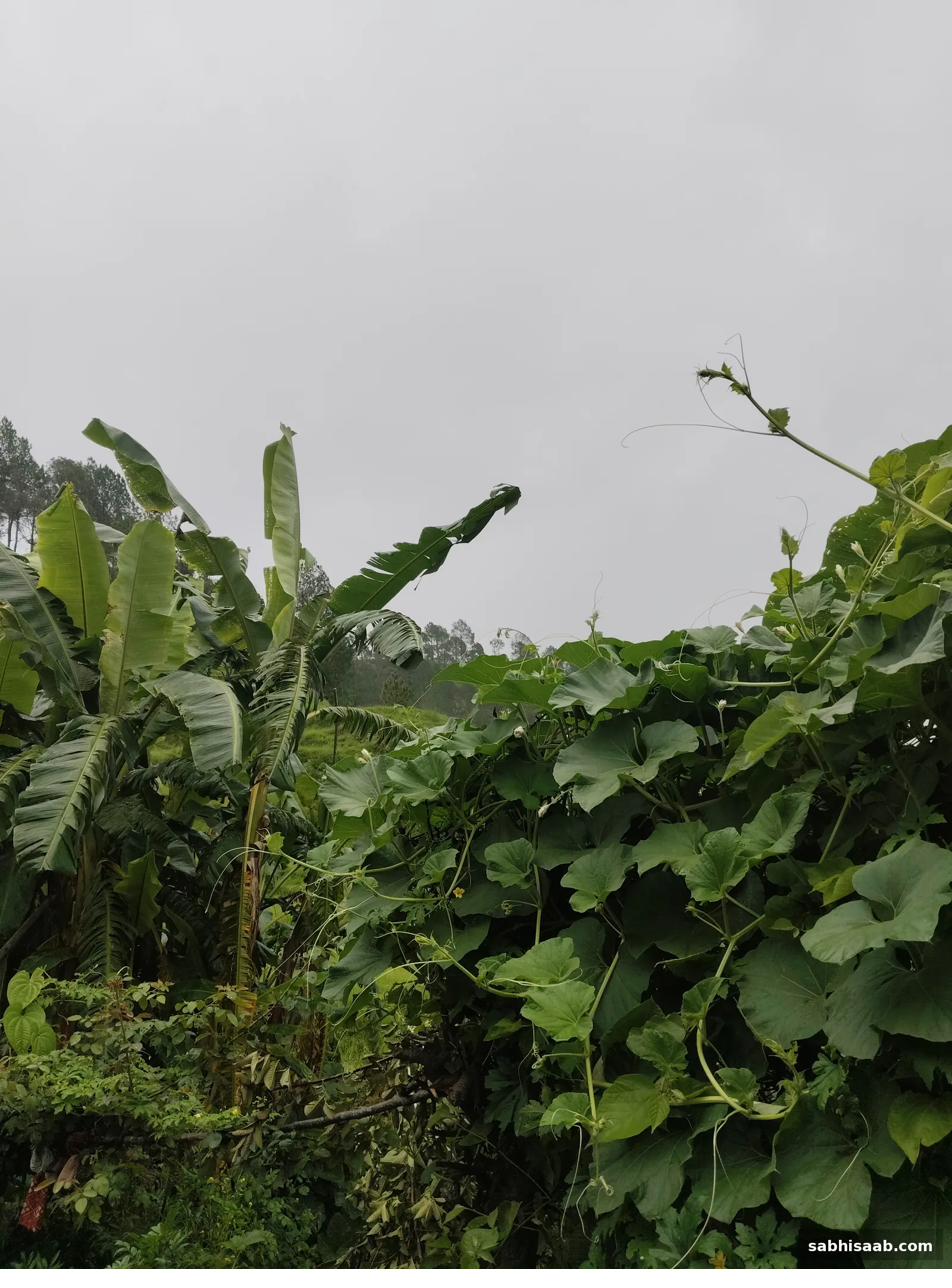 Kele aur lauki ki bel wala chhota khet — rakba hectare me darj hota hai