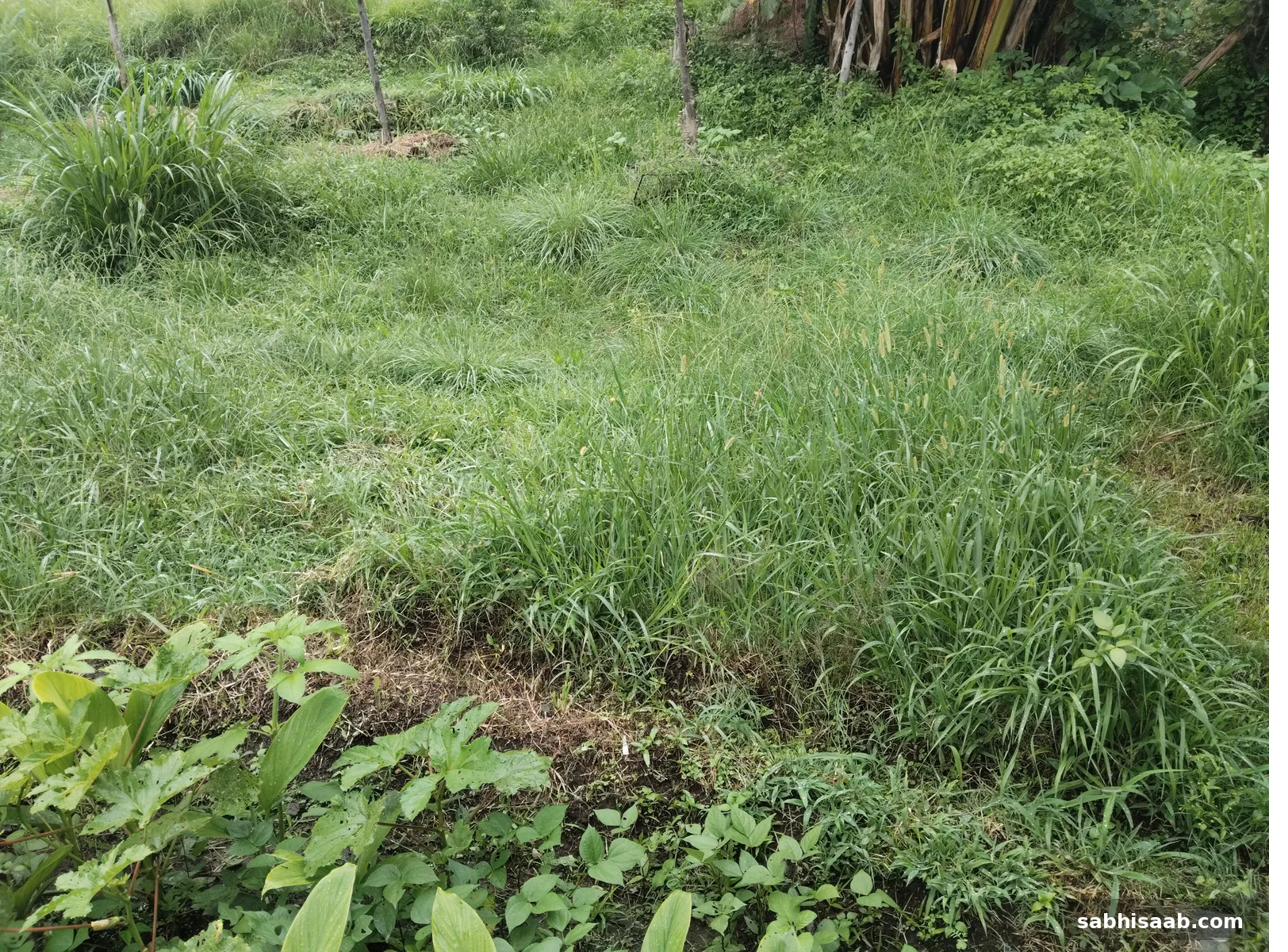 Uttarakhand ke gaon me chaare ki ghas ka khet