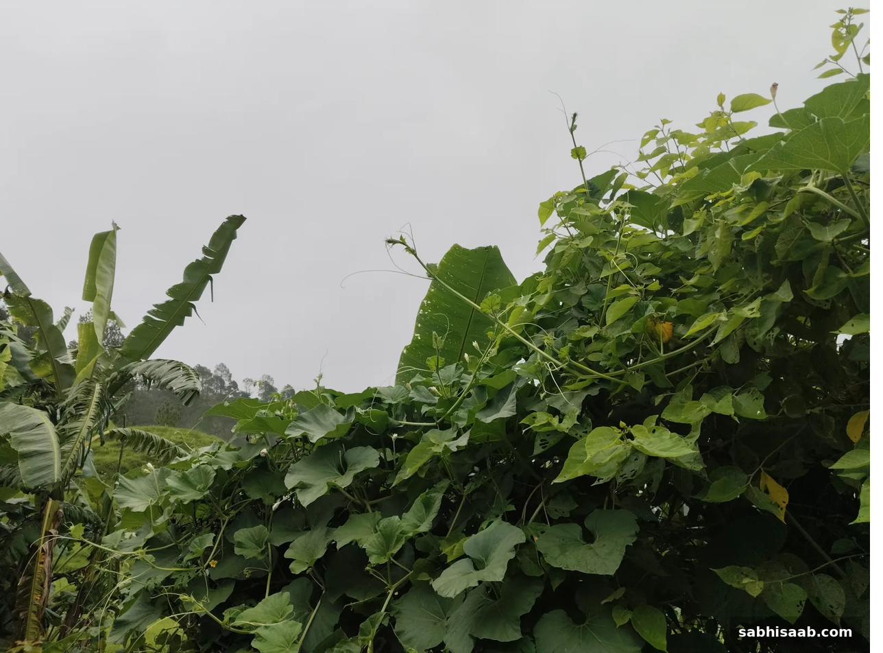 Gaon ka bel mandap aur uske paas ka pashu chaara ka khet
